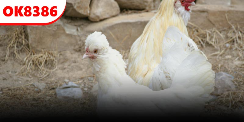 Hệ thống cung cấp nhiều tùy chọn về cửa cược